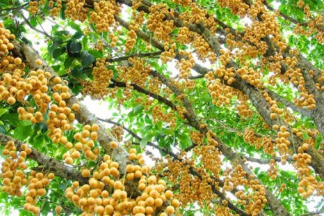Tour Du Lịch Đà Nẵng - Sài Gòn - Cà Mau - Bạc Liêu - Sóc Trăng - Cần Thơ 5 Ngày
